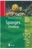 Sponges (Porifera)