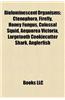 Bioluminescent Organisms: Ctenophora, Firefly, Honey Fungus, Colossal Squid, Anglerfish, Aequorea Victoria, Largetooth Cookiecutter Shark