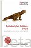 Cyrtodactylus Rubidus, Gecko