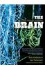 The Brain: Big Bangs, Behaviors, and Beliefs
