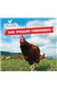 Los Pollos / Chickens