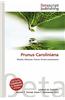 Prunus Caroliniana