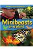 Minibeasts on a Plant