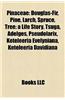 Pinaceae: Abies, Cedrus, Larix, Picea, Pinus, Pseudotsuga, Tsuga, Douglas-Fir, Pine, Rocky Mountain Douglas-Fir, Pseudotsuga Men
