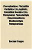 Pterophoridae: Platyptilia Carduidactyla, Agdistis, Emmelina Monodactyla, Pterophorus Pentadactyla, Cnaemidophorus Rhododactyla, Pter