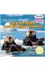 Sea Otters / Las nutrias marinas