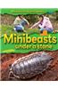 Minibeasts Under a Stone