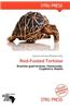 Red-Footed Tortoise
