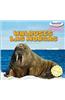 Walruses / Las Morsas
