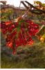 Red Vineyard Leaf in Autumn Journal: 150 Page Lined Notebook/Diary