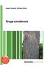 Tsuga Canadensis