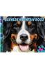 Bernese Mountain Dogs