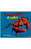Cangrejos/Crabs