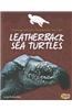 Leatherback Sea Turtles