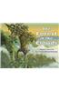 The Forest in the Clouds