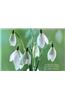 Card Box of 20 Notecards and Envelopes: Snowdrop