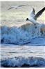 Seagulls at the Seashore Journal: 150 Page Lined Notebook/Diary