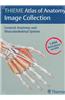 Thieme Atlas of Anatomy Image Collection