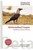 White-Bellied Treepie