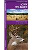 Iowa Wildlife: A Folding Pocket Guide to Familiar Species