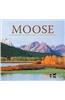 Moose of Yellowstone and Grand Teton