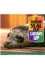 A Harbor Seal Pup Grows Up