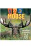 1, 2, 3 Moose
