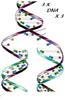 3 X DNA X 3
