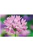 Card Box of 20 Notecards and Envelopes: Allium