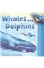 Whales and Dolphins