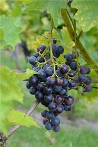 A Cluster of Purple Grapes on a Grapevine Journal: 150 Page Lined Notebook/Diary