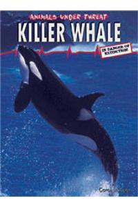 Killer Whale