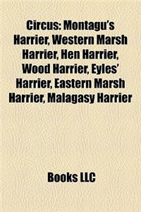 Circus: Montagu's Harrier, Western Marsh Harrier, Hen Harrier, Wood Harrier, Eyles' Harrier, Eastern Marsh Harrier, Malagasy H