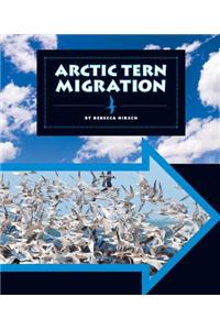 Arctic Tern Migration