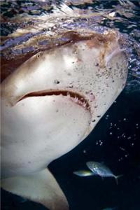 The Lemon Shark Portrait Journal: 150 Page Lined Notebook/Diary