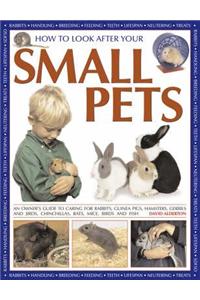 How to Look After Your Small Pets