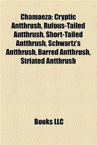 Chamaeza: Cryptic Antthrush, Rufous-Tailed Antthrush, Short-Tailed Antthrush, Schwartz's Antthrush, Barred Antthrush, Striated A