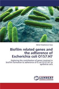Biofilm Related Genes and the Adherence of Escherichia Coli O157: H7