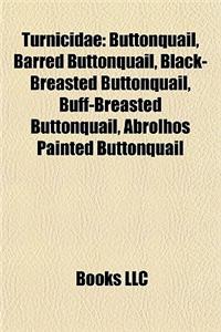 Turnicidae: Buttonquail, Barred Buttonquail, Black-Breasted Buttonquail, Buff-Breasted Buttonquail, Abrolhos Painted Buttonquail