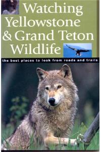 Watching Yellowstone & Grand Teton Wildlife