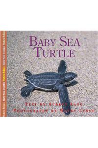 Baby Sea Turtle