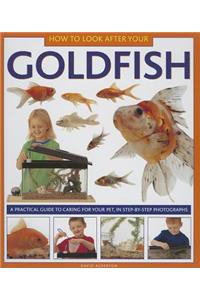 How to Look After Your Goldfish