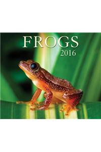 Frogs 2016 Calendar
