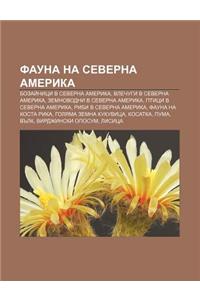 Fauna Na Severna Amerika: Bozai Nitsi V Severna Amerika, Vlechugi V Severna Amerika, Zemnovodni V Severna Amerika, Ptitsi V Severna Amerika