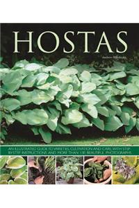 Hostas