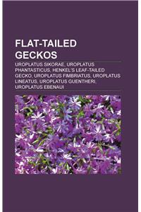 Flat-tailed Geckos