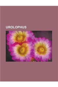 Urolophus: Banded Stingaree, Yellowback Stingaree, Coastal Stingaree, Java Stingaree, Dixons Stingaree, Chesterfield Island Sting
