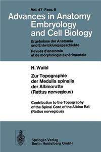 Zur Topographie der Medulla Spinalis der Albinoratte (Rattus Norvegicus) / Contributions to the Topography of the Spinal Cord of the Albino Rat (Rattus Norvegicus)