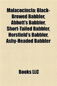 Malacocincla: Black-Browed Babbler, Abbott's Babbler, Short-Tailed Babbler, Horsfield's Babbler, Ashy-Headed Babbler
