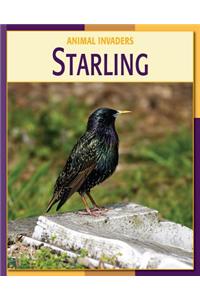 Starling Starling